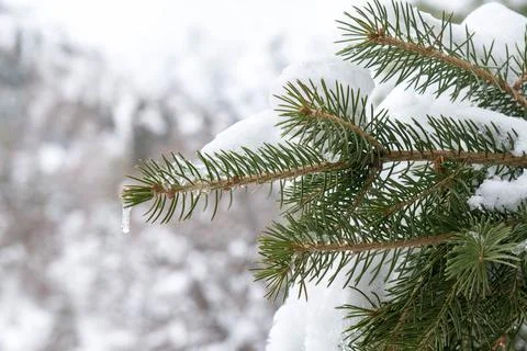 Fluffy pine branches all covered in snow in winter Stock Photos