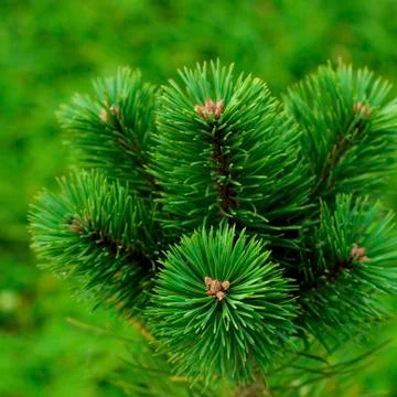 Fluffy Pine Shoots Stock Photos