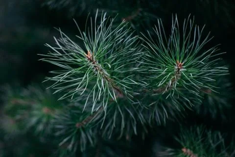 Fluffy pine tree branch. Close up. Christmas background, wallpaper. Stock Photos