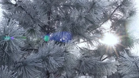 Fluffy Pine Trees in Snow in Sunlight, Fluffy Snowy Pine Branches in Sunbeams an Video stock 231682243