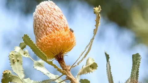 Fluffy pink and orange colored Australian banksia flower blowing in the wind  Stock Footage 62717792