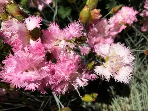 Fluffy pink carnations. Stock Photos