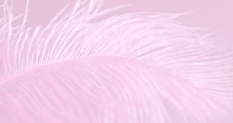 Fluffy pink feather texture, on soft background close-up Stock Footage 313637606