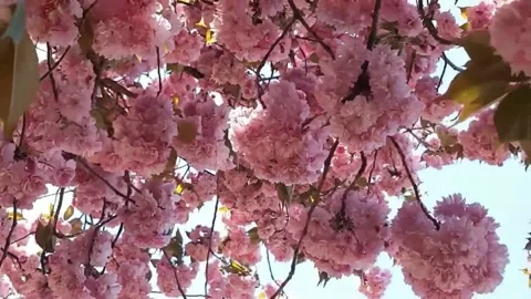 Fluffy pink flowers Stock Footage 145512059