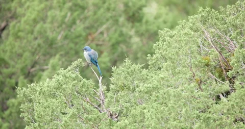 Fluffy Pinyon Jay in a Juniper Tree Stock Footage 302563039
