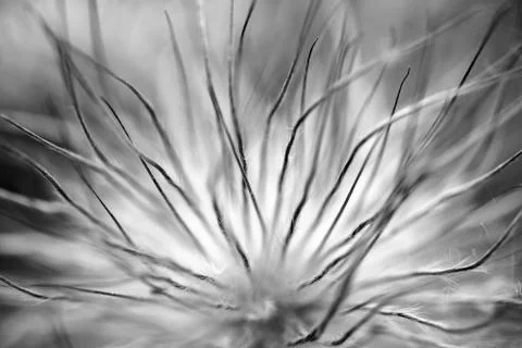 Fluffy pistils Stock Photos