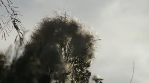 Fluffy Plant 3 Stock-Footage 11344985