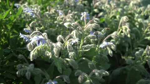 Fluffy plant with blue flowers grows on field on sunny day Stock Footage
