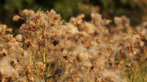 Fluffy plant 動画素材 22731478