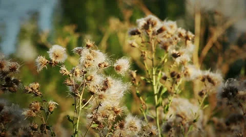 Fluffy plant 動画素材 22731505