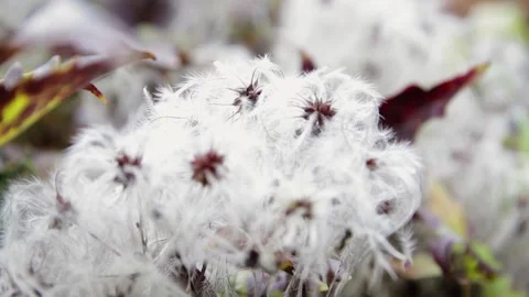 Fluffy plant Stock Footage 245583818