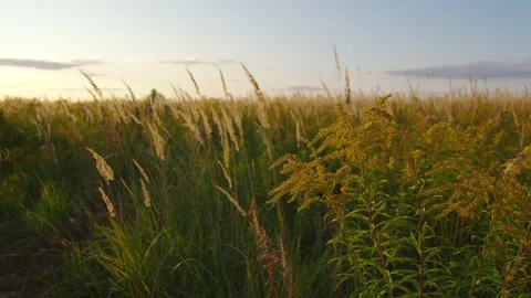 Fluffy plant nature background. Spikelets collected on the field Stock Footage 201186023