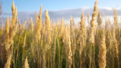 Fluffy plant nature background. Spikelets collected on the field Stock Footage 201285044