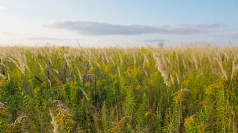 Fluffy plant nature background. Spikelets collected on the field Видео 201449398