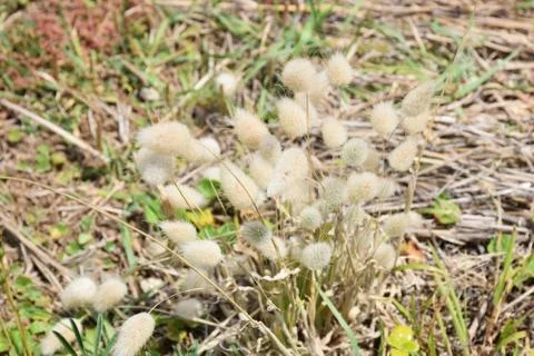 Fluffy Plant Stock Photos