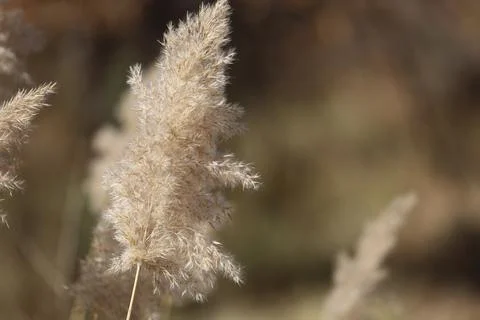 Fluffy plant stem Foto stock