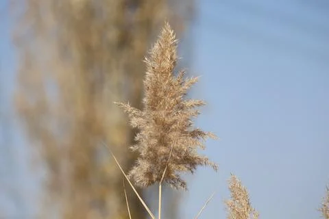 Fluffy plant stem Foto stock