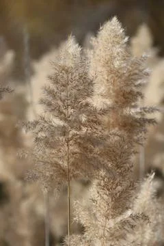 Fluffy plant stem Stock Photos