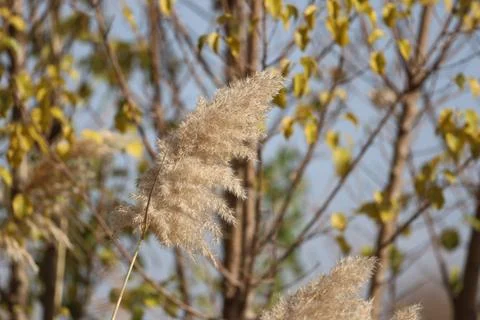 Fluffy plant stem Stock-Fotos