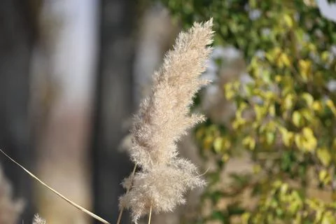 Fluffy plant stem Stock Photos