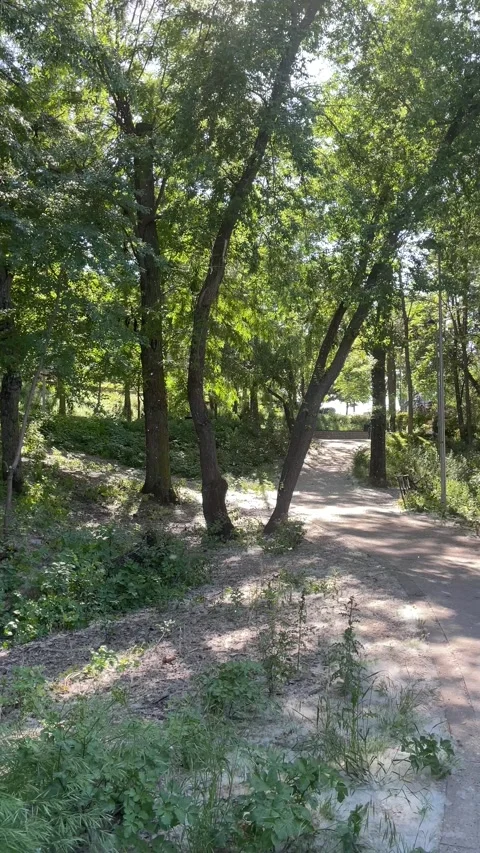 Fluffy Pollen Blowing Through Urban Park Trees in Spring Breeze Stock Footage 310575698