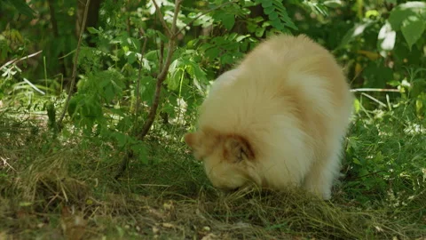 Fluffy Pomeranian Dog Lying Down and Resting in Grassy Forest Clearing 動画素材 342379602