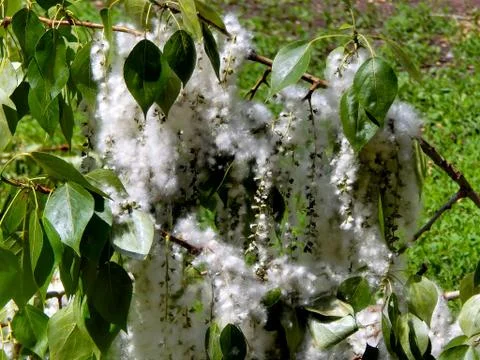 Fluffy poplar fluff on branches close up Stock Photos