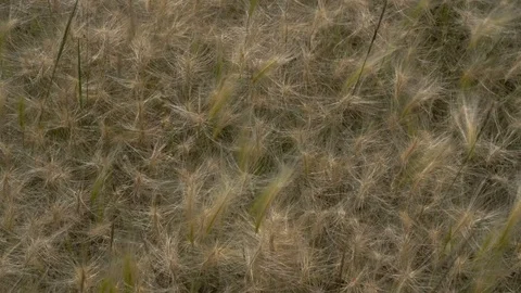 Fluffy Prairie grass Video stock 114347291