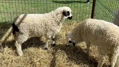 Fluffy pretty white sheep with black ears, with black noses  and black hooves. Stock Footage 240039792