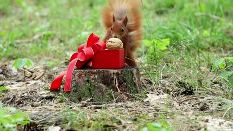 Fluffy protein takes a walnut from a festive box. Stock Footage 314137504