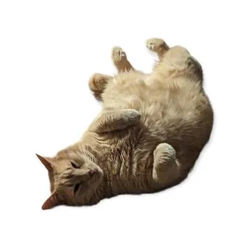 Fluffy Pumpkin Cat sleeping Stock Photos