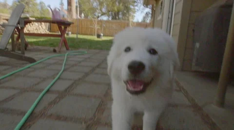 Fluffy pup follows camera Stock Footage 63245092