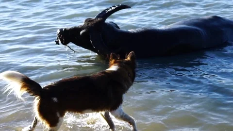 Fluffy puppy barks at buffalo in water Stock Footage