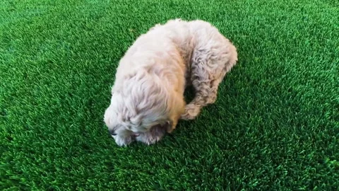 A fluffy puppy biting a bone on a green carpet Stock Footage 320465510