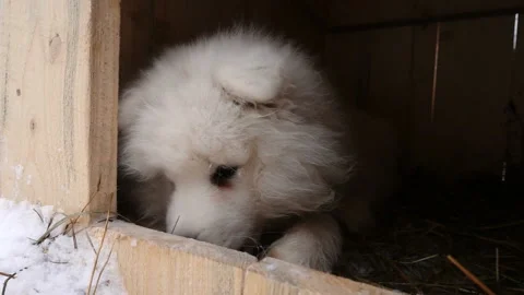 Fluffy puppy is chewing a bone in the booth Stock-Footage 101364932
