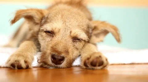 Fluffy puppy Stock Footage 46529009