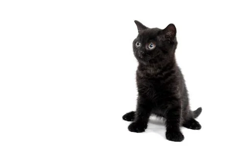 Fluffy purebred black kitten sits on a white background Stock Photos