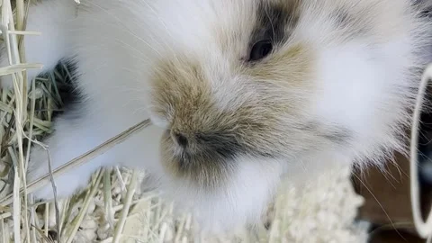 A fluffy rabbit with big ears eats dry grass. Fluffy pets. Vertical video Vídeos de archivo 250126808