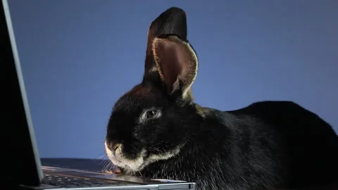 Fluffy rabbit on a blue background is in front of a laptop Stock Footage 143644117