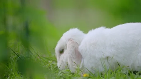 Fluffy rabbit chewing grass outdoors with dreamy bokeh background, adorable 4K Stock Footage 335547608