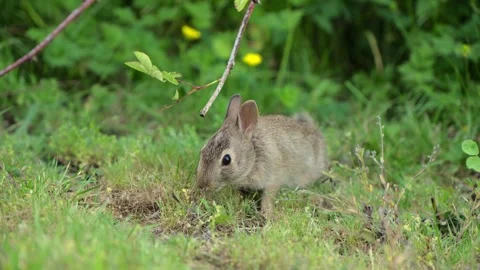 Fluffy rabbit chewing grass on vibrant green meadow, sunnyday. Stock Footage 311833327