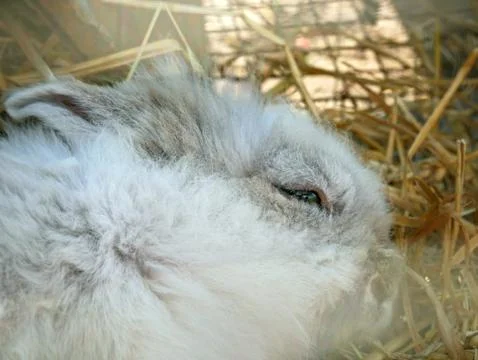 Fluffy Rabbit close-up Stock Photos