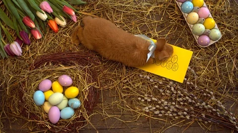 Fluffy rabbit easter celebration traditional symbol concept top view smelling Stock Footage 85761030