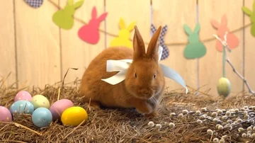 Fluffy rabbit easter celebration traditional symbol concept on hay smelling Stock Footage 85818529