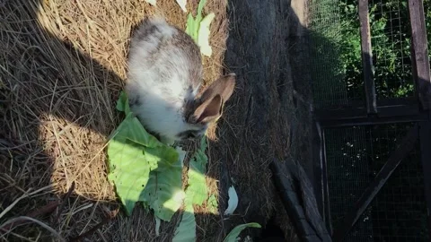 A fluffy rabbit eats cabbage in a contact zoo on a summer day. Stock Footage 168948386
