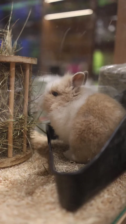 Fluffy rabbit in enclosure Stock Footage 324760687