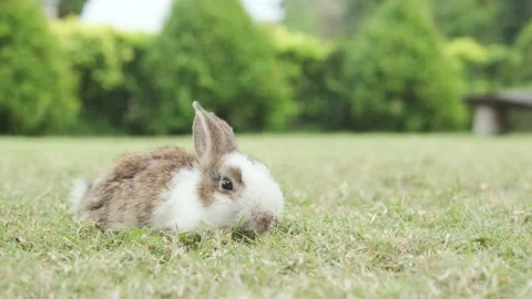 Fluffy rabbit lying on the grass in the garden. Video stock 232028392