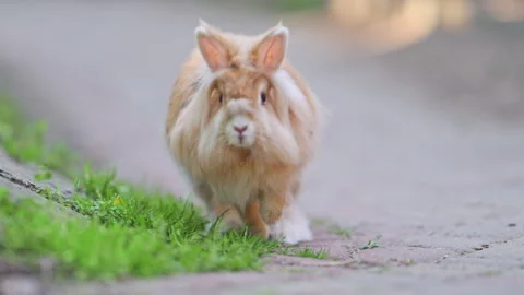 Fluffy Rabbit Running Along Garden Path, 4K Slow Motion Stock Footage 335413783