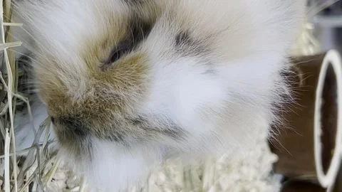 A fluffy rabbit sits in a cage and eats dry grass. Animal nature concept. Happy Stock Footage 250127031