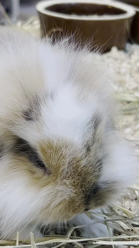 A fluffy rabbit sits in a cage and eats dry grass. Animal nature concept. Happy Stock-Footage 250386761